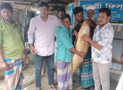 কুয়াকাটায় জেলের জালে ১৪ কেজি ওজনের পোয়া মাছ।।