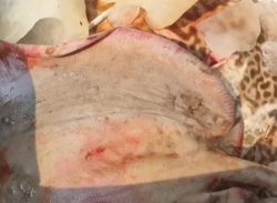 কলাপাড়ায় পিকআপ সহ ২০ মন শাপলাপাতা মাছ জব্দ, আটক-৯