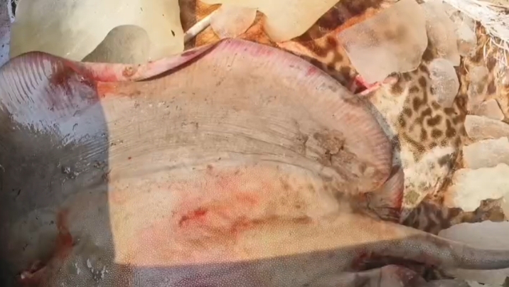 কলাপাড়ায় পিকআপ সহ ২০ মন শাপলাপাতা মাছ জব্দ, আটক-৯