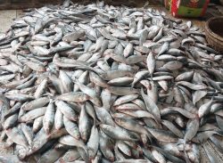 কুয়াকাটায় এক ট্রলারেই ১৯৫ মণ ইলিশ‌‌,৪০ লাখ টাকায়  বিক্রি।। 