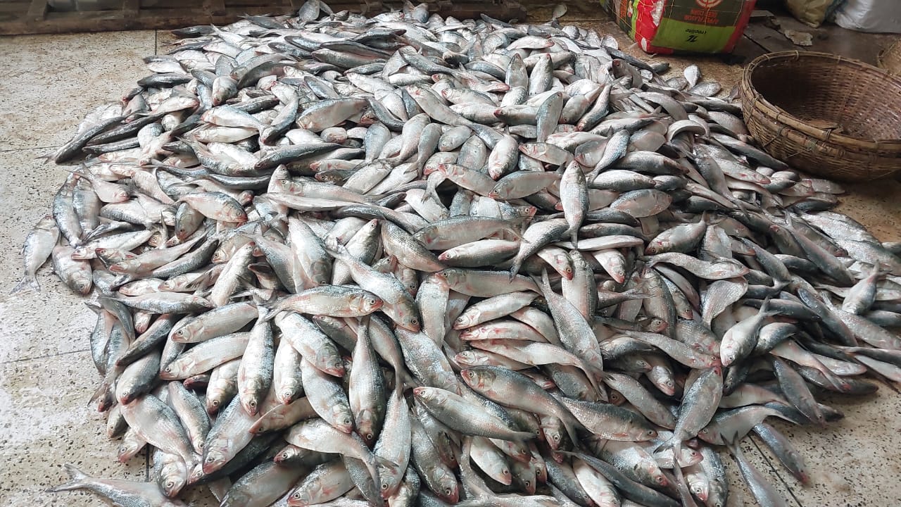 কুয়াকাটায় এক ট্রলারেই ১৯৫ মণ ইলিশ‌‌,৪০ লাখ টাকায়  বিক্রি।। 