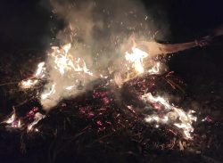 মোল্লাহাটে বিষাক্ত জেলি পুশকৃত ৪০ কেজি চিংড়ি জব্দ।