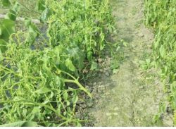 মোল্লাহাটে রাতের আঁধারে কৃষকের ফলন্ত গাছের গোড়া কেটে দিল দুর্বৃত্তরা