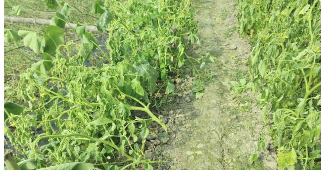 মোল্লাহাটে রাতের আঁধারে কৃষকের ফলন্ত গাছের গোড়া কেটে দিল দুর্বৃত্তরা