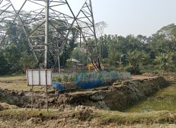 পটুয়াখালীতে প্রশাসনের নিরব ভূমিকায়, চলছে  ফসলি জমির মাটি কাটার মহােৎসব!