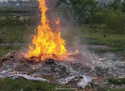 মোল্লাহাটে ২০ বস্তা তামাক সহ বিড়ি তৈরির সরঞ্জাম জব্দ।