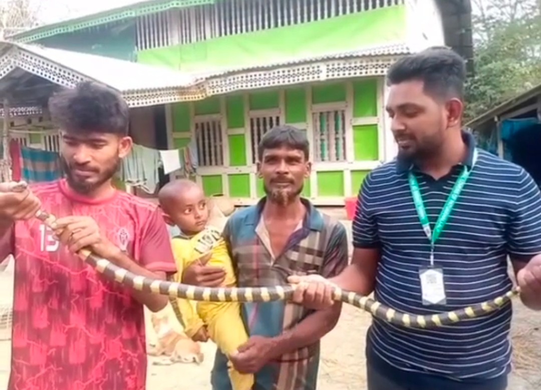 কলাপাড়ায় সাড়ে ৪ ফুট দৈর্ঘ্যের দু’মুখো শঙ্খিনী সাপ উদ্ধার।।