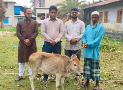 কলাপাড়ায় বিকল্প কর্মসংস্থানের লক্ষ্যে জেলেদের মাঝে বকনা বাছুর বিতরণ।।
