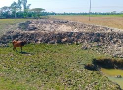 কলাপাড়ায় মরা খালে দখলদারের ছোবল