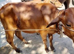 গোপালগঞ্জের কাশিয়ানীতে সাংবাদিকের বাছুরসহ গরু চুরি 