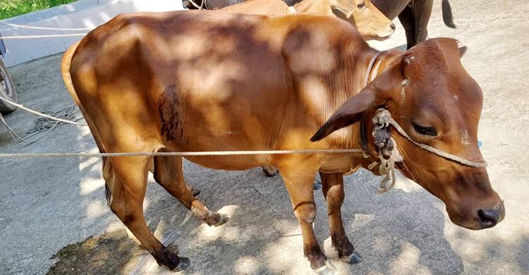 গোপালগঞ্জের কাশিয়ানীতে সাংবাদিকের বাছুরসহ গরু চুরি 