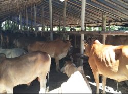 লক্ষ্মীপুরে কোরবানির পশু চাহিদার চেয়ে প্রায় ৫০ হাজার বেশি