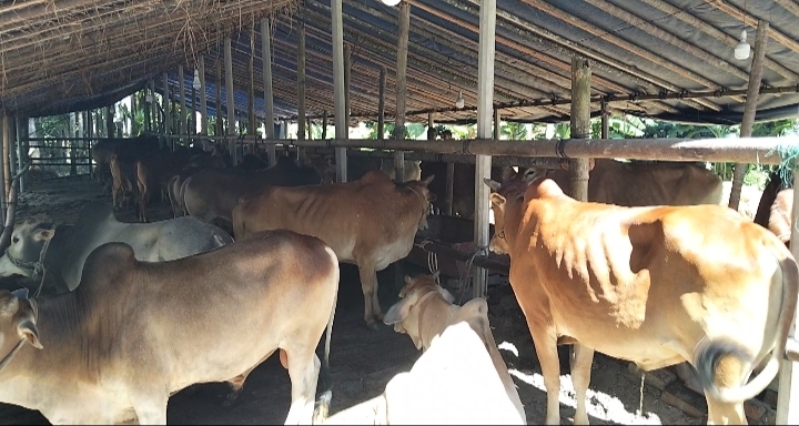 লক্ষ্মীপুরে কোরবানির পশু চাহিদার চেয়ে প্রায় ৫০ হাজার বেশি