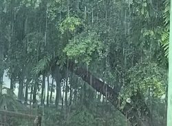 বঙ্গোপসাগরে নিম্নচাপ,লক্ষ্মীপুর-ভোলা-বরিশাল নৌরুটে লঞ্চ ও ফেরি চলাচল বন্ধ