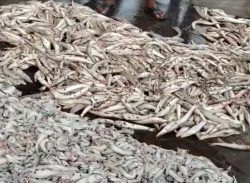 কলাপাড়ায় বিভিন্ন প্রজাতির সামুদ্রিক সাড়ে ১২ মন মাছ জব্দ/