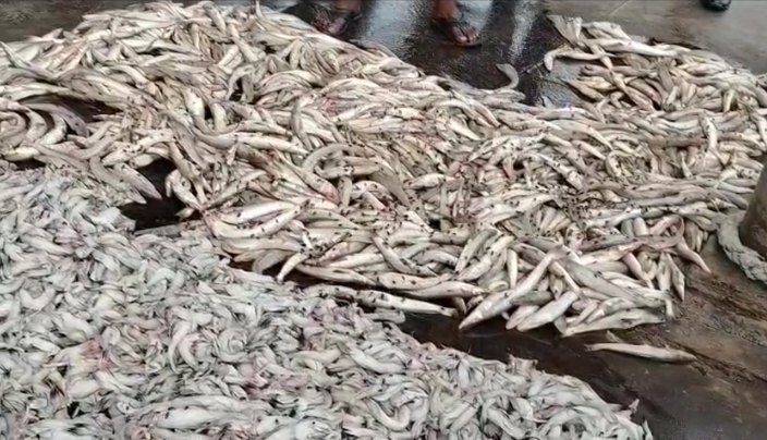 কলাপাড়ায় বিভিন্ন প্রজাতির সামুদ্রিক সাড়ে ১২ মন মাছ জব্দ/