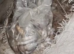 কলাপাড়ায় যাত্রিবাহী বাস থেকে সামুদ্রিক বিভিন্ন প্রজাতির ৩০মন মাছ জব্দ/