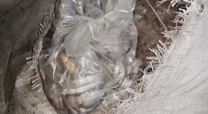 কলাপাড়ায় যাত্রিবাহী বাস থেকে সামুদ্রিক বিভিন্ন প্রজাতির ৩০মন মাছ জব্দ/