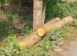 কাশিয়ানীতে বিরোধপুর্ন জমির গাছ কেটে নিয়েছেন আওয়ামী লীগ নেতা 