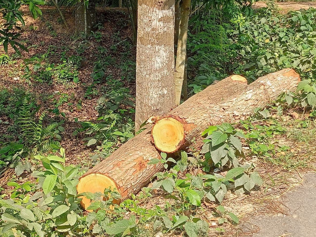 কাশিয়ানীতে বিরোধপুর্ন জমির গাছ কেটে নিয়েছেন আওয়ামী লীগ নেতা 