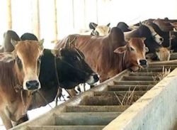 কাশিয়ানীতে কোরবানির জন্য প্রস্তুত ৬,৮৮৯ টি পশু