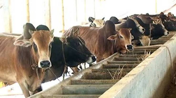 কাশিয়ানীতে কোরবানির জন্য প্রস্তুত ৬,৮৮৯ টি পশু