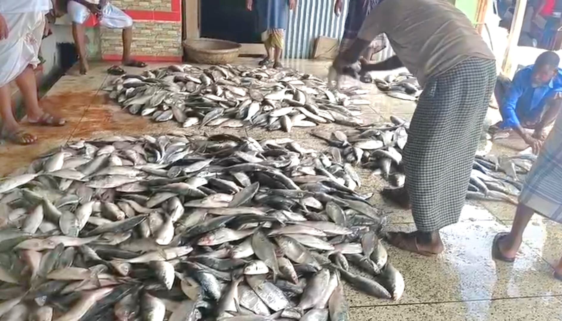 কাঙ্খিত ইলিশ ধরা পড়ায় স্বস্তিতে কুয়াকাটার জেলেরা।। 