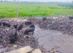 ফ্লাই ওভারের  পাশেই ময়লার ভাগাড়, দুর্গন্ধে অতিষ্ঠ স্থানীয়রা,