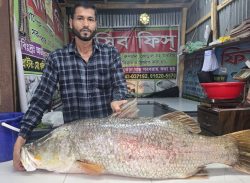 কুয়াকাটায় জেলের জালে২২ কেজি ওজনের কোরাল মাছ