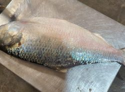 কুয়াকাটায় এক ইলিশ বিক্রি হলো ৫ হাজারে।। 