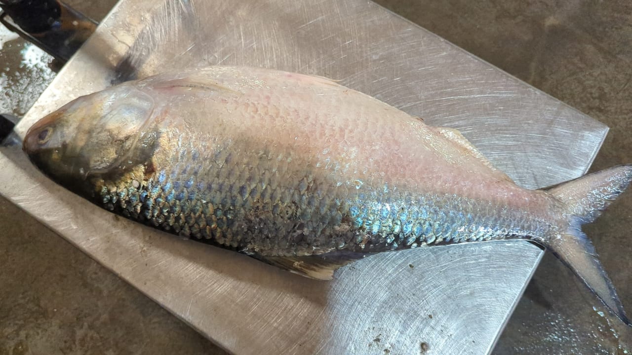 কুয়াকাটায় এক ইলিশ বিক্রি হলো ৫ হাজারে।। 