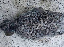 কুয়াকাটায় জেলের জালে সজারু মাছ।।