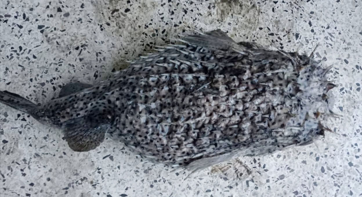 কুয়াকাটায় জেলের জালে সজারু মাছ।।