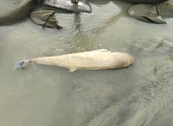 কুয়াকাটা সৈকতে আবারও ভেসে এসেছে ৩ ফুট দৈর্ঘ্যের মৃত ডলফিন।। 