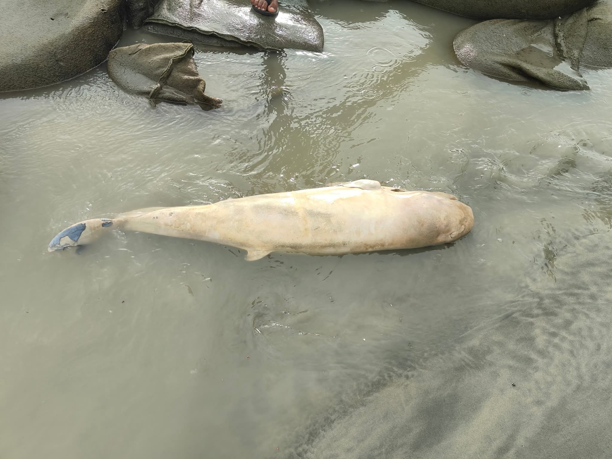 কুয়াকাটা সৈকতে আবারও ভেসে এসেছে ৩ ফুট দৈর্ঘ্যের মৃত ডলফিন।। 