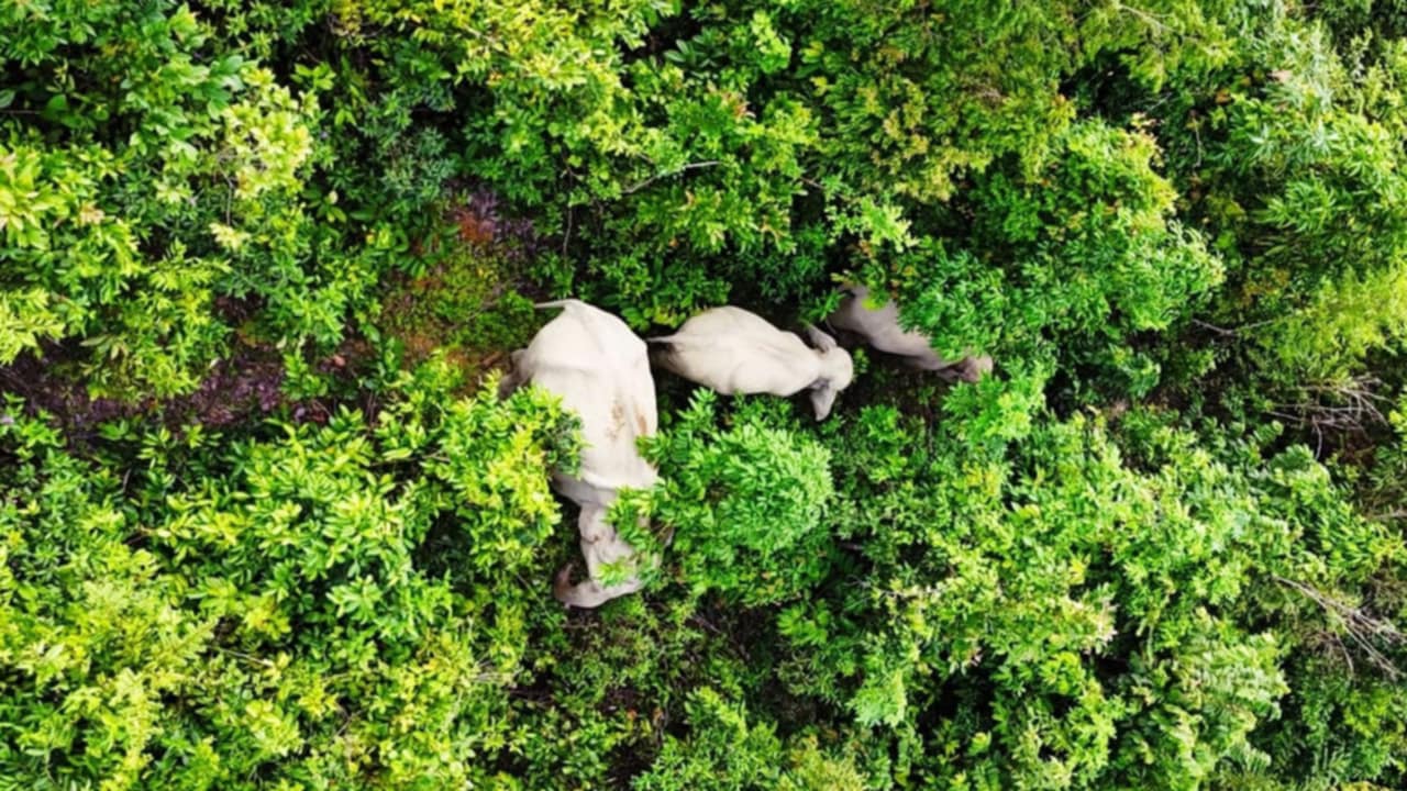 উখিয়ায় সবুজের ছায়ায় বনে ফিরছে বন্যপ্রাণী, নতুন করে জেগেছে