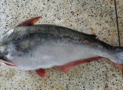 কুয়াকাটায় জেলের জালে ১৫ কেজির পাঙ্গাস।।