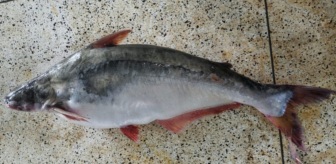 কুয়াকাটায় জেলের জালে ১৫ কেজির পাঙ্গাস।।