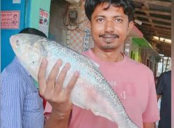 মহিপুরে একটি ইলিশ ৬ হাজার টাকা।