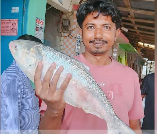 মহিপুরে একটি ইলিশ ৬ হাজার টাকা।