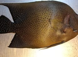 কুয়াকাটায় ধরা পড়ল বিরল প্রজাতির ‘গিনি “অ্যাঞ্জেল ফিশ”