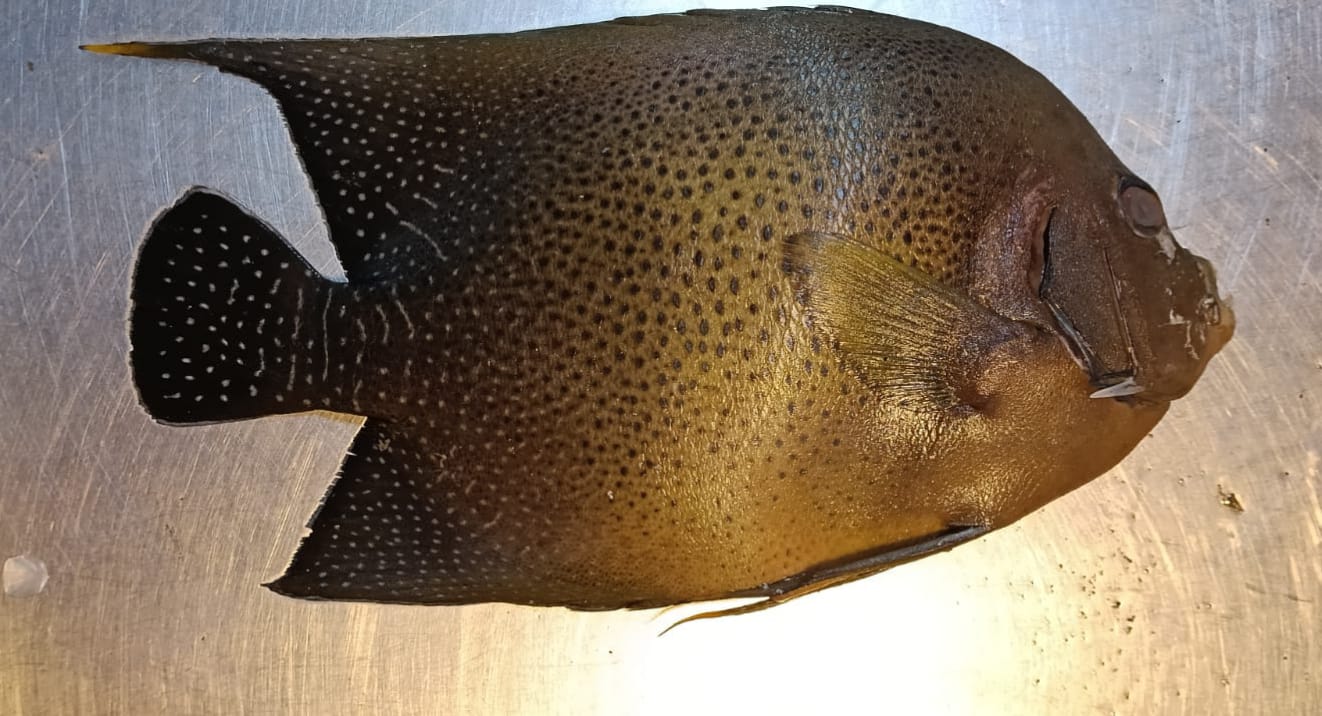 কুয়াকাটায় ধরা পড়ল বিরল প্রজাতির ‘গিনি “অ্যাঞ্জেল ফিশ”