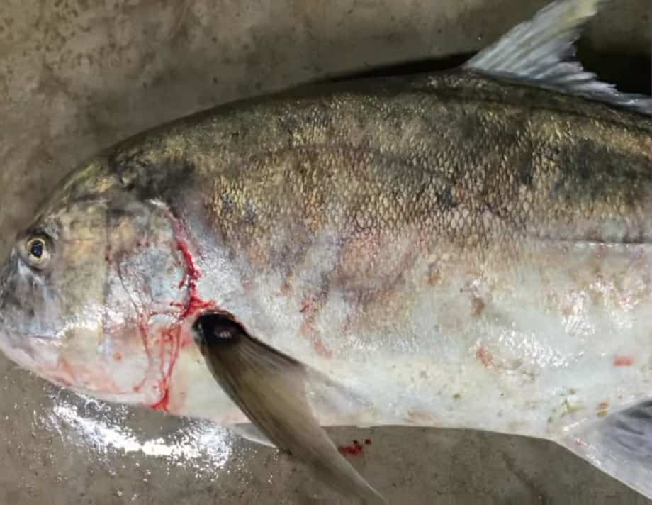 কুয়াকাটায় জেলের জালে ৩০ কেজি ওজনের “ট্রেভ্যালি ফিশ” ২৪ হাজারে বিক্রি। 