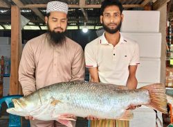 কুয়াকাটায় এক কোরাল মাছ ২৬ হাজার টাকায় বিক্রি। 