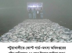 পটুয়াখালীতে কোস্টগার্ড ও মৎস অধিঃ অভিযানে৩৭ লক্ষ টাকার জাটকা জব্দ।