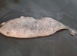 কুয়াকাটা সৈকতে ভেসে এলো ৮ ফুট লম্বা মৃত ইরাবতী ডলফিন।।