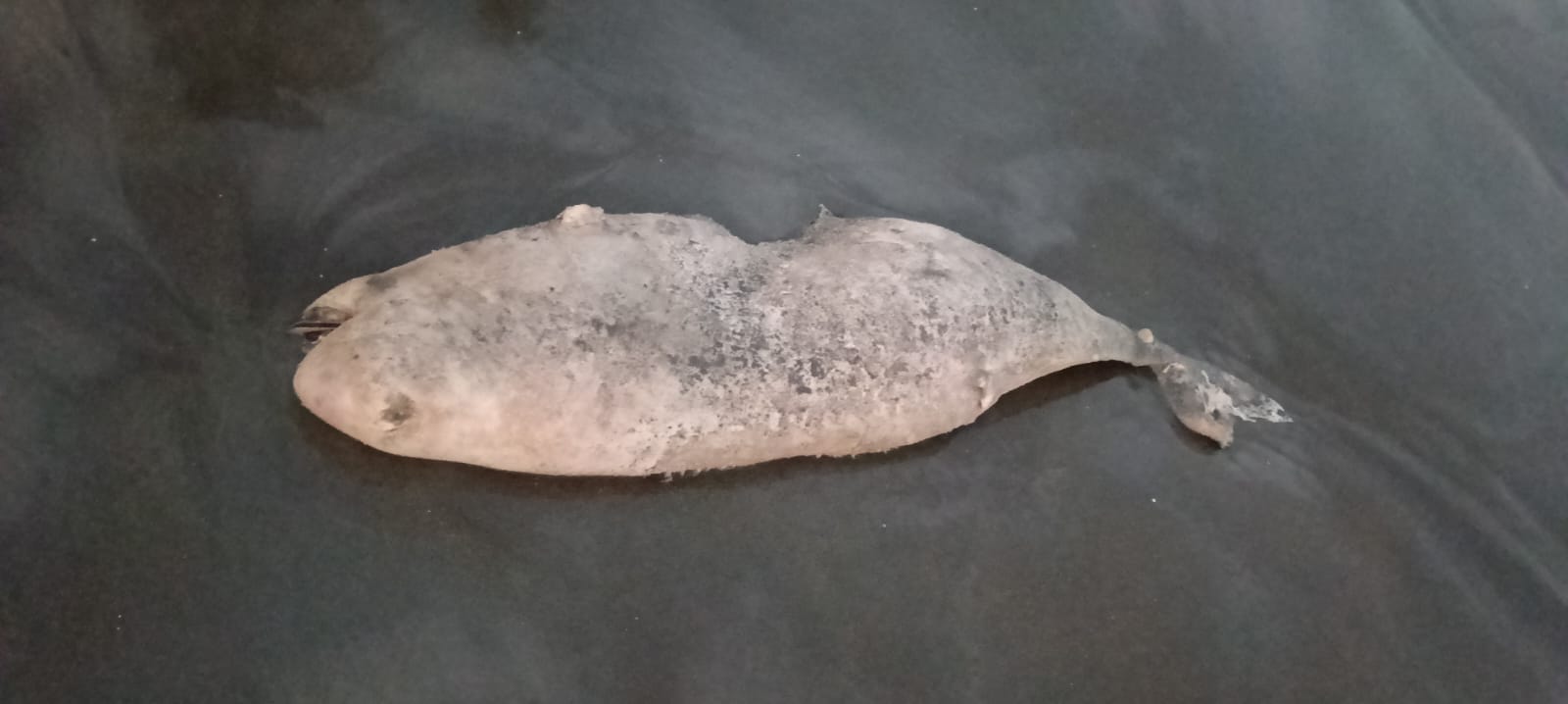 কুয়াকাটা সৈকতে ভেসে এলো ৮ ফুট লম্বা মৃত ইরাবতী ডলফিন।।