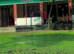 ছয় মাস পানিতে ডুবে থাকে বিদ্যালয় প্রাঙ্গণ, দুর্ভোগে ত্রিশালের শিক্ষক-শিক্ষার্থীরা