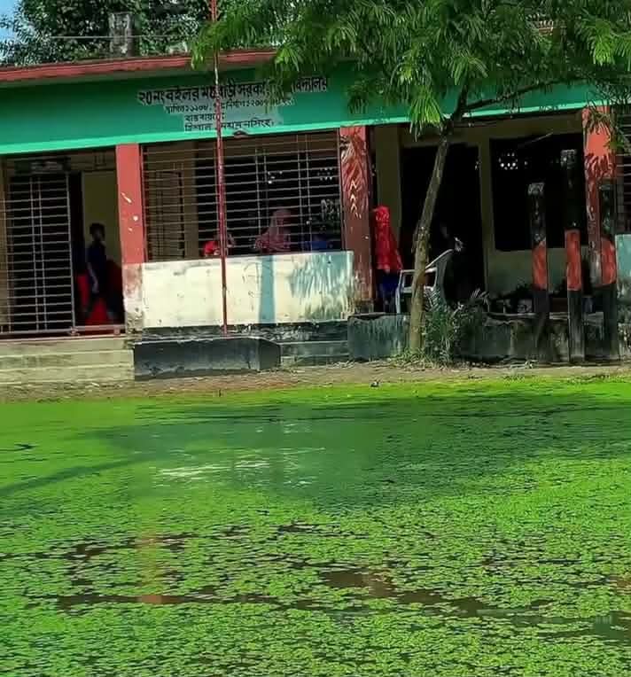 ছয় মাস পানিতে ডুবে থাকে বিদ্যালয় প্রাঙ্গণ, দুর্ভোগে ত্রিশালের শিক্ষক-শিক্ষার্থীরা