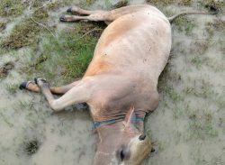 গলাচিপায় বজ্রপাতে নলুয়াবাগীতে ৪টি গরুর মৃত্যু!